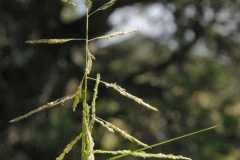 Sand Dropseed (Sporobolus cryptandrus)
