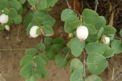 MMountain Snowberry (Symphoricarpos-rotundifolius)