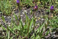 Alpine Leafy Aster (Symphyotrichum foliaceum var. apricum)