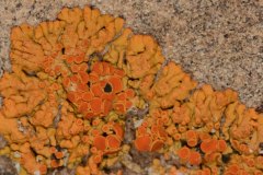 Elegant Orange Wall Lichen (Xanthoria elegans)