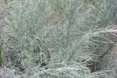 Sand Sage (Artemisia filifolia)