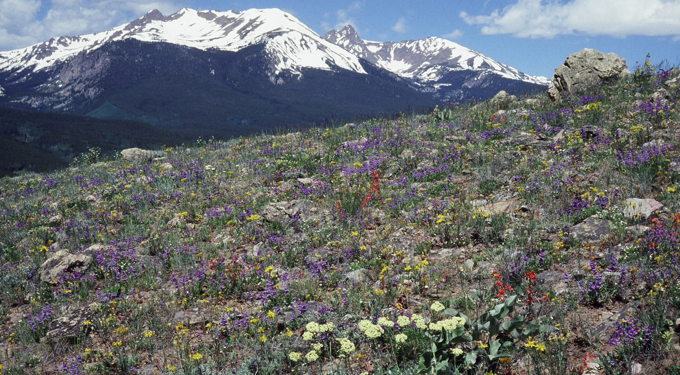 a photo of mountains and wildflowers in the Gore Range