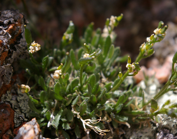 Draba_exunculata_120716_Sum