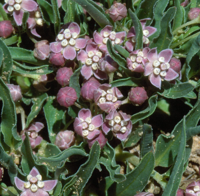 Asclepias-uncialis-17810_2