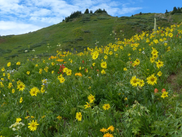 Helianthella-quinquinervis_