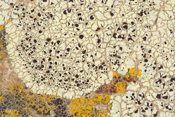 Lecanora-argopholis_Erin_Tr