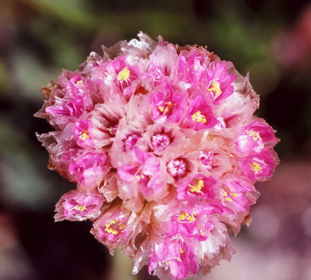 Armeria-scabra_Yeatts