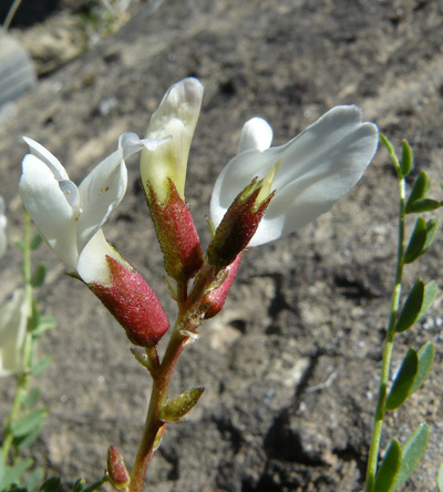 Astragalus-debequaeus-Yeatts