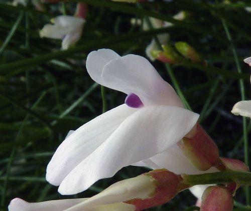 Astragalus-linifolius-Yeatt