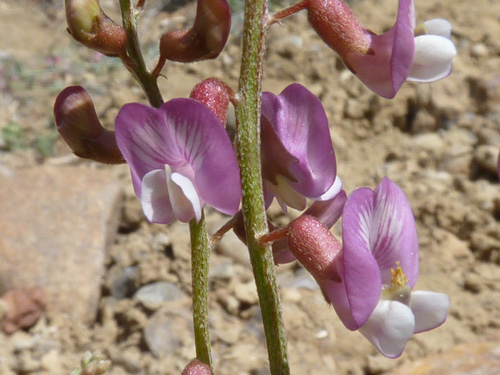 Astragalus-cronquistii_Yeat