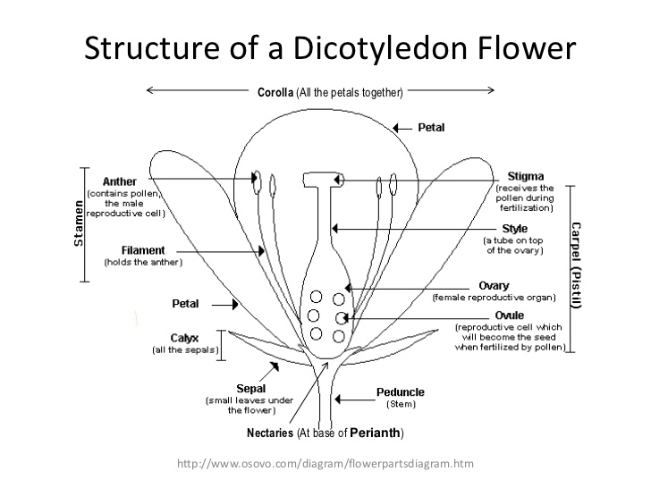 flower-structure-pollination-fertilization-2-728