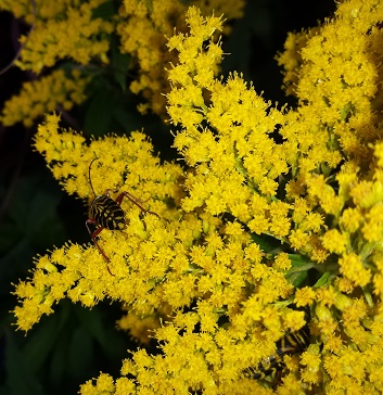 goldenrod_web