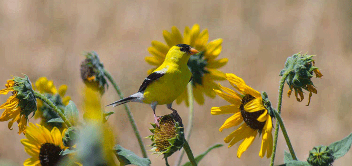 2018 photo contest, 1st Place Plants & Wildlife Category