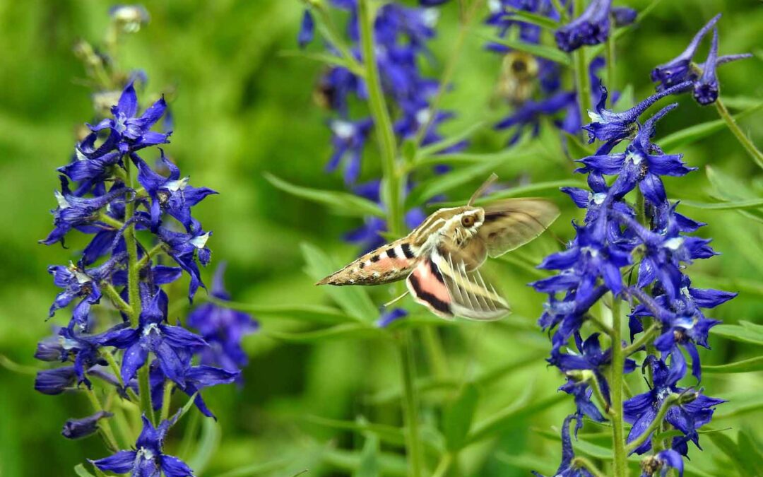 2018 Photo Contest, 3rd Place Plants & Wildlife Category