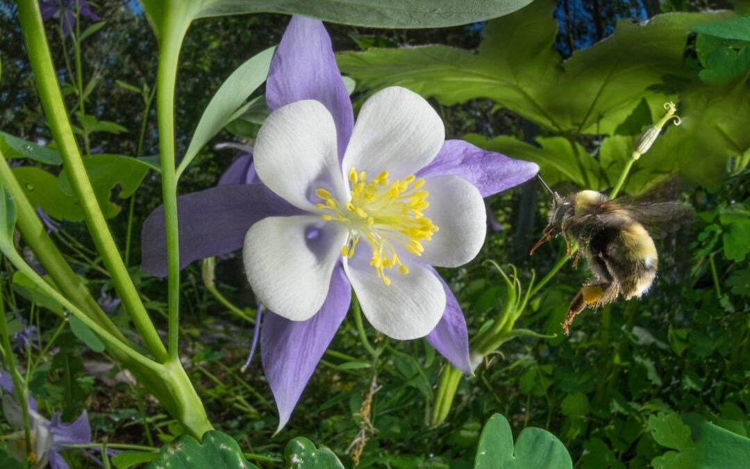 2019 Photo Contest, 3rd Place Tie, Wildlife Category