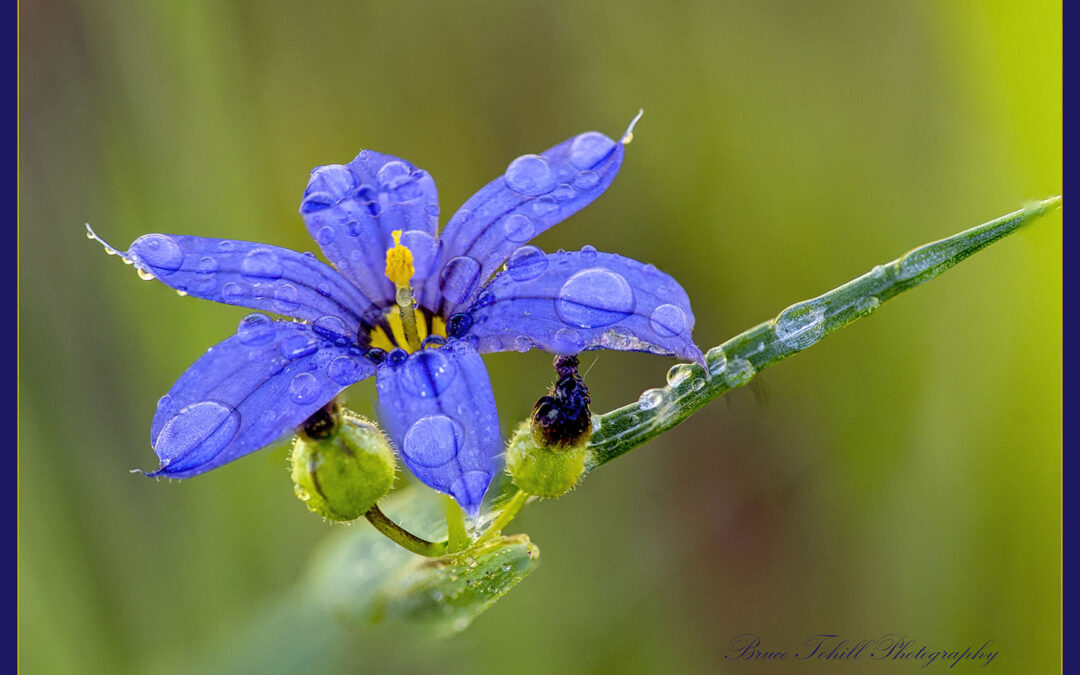 Blue-eyed Grass (Sisyrinchium montanum)