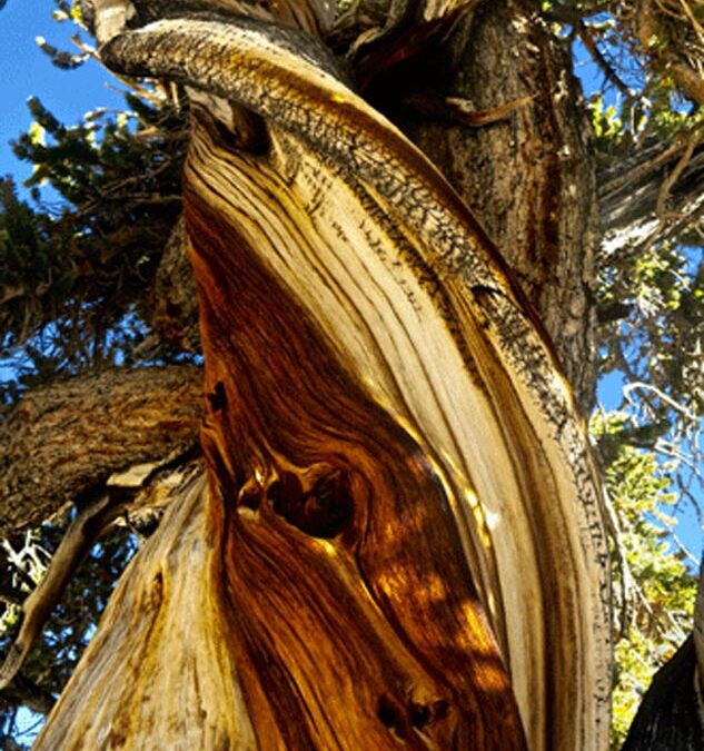 2017 Photo Contest, 1st Place, artistic category, ” Pinus aristata ” photo by Jim den Uyl