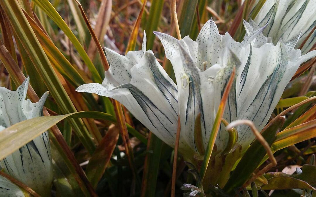 2020 Photo Contest, 1st Place Native Plant Category, Arctic Gentian, photo by Floyd Wright