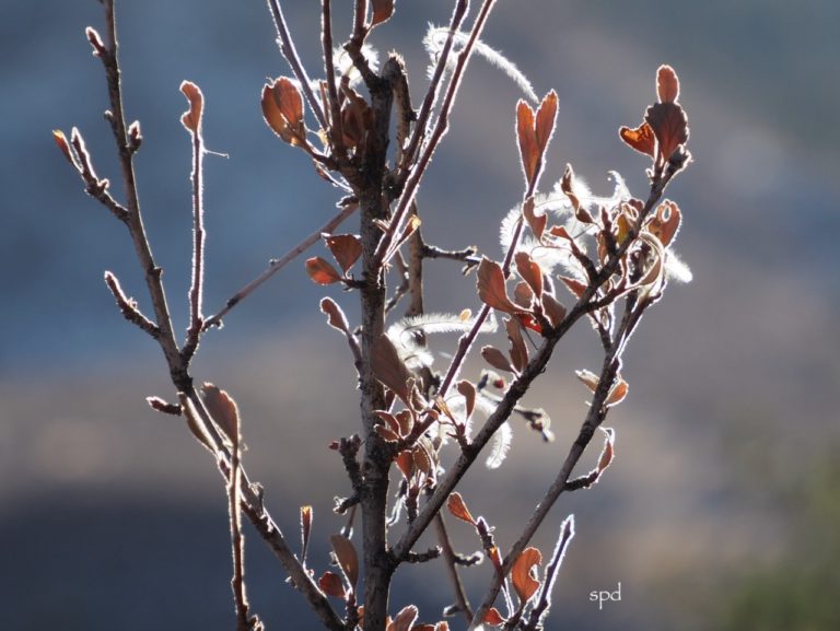 mountain mahogany