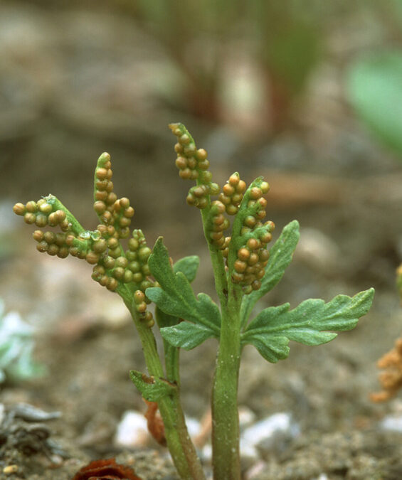 Lanceleaf Moonwort (Botrychium lanceolatum)