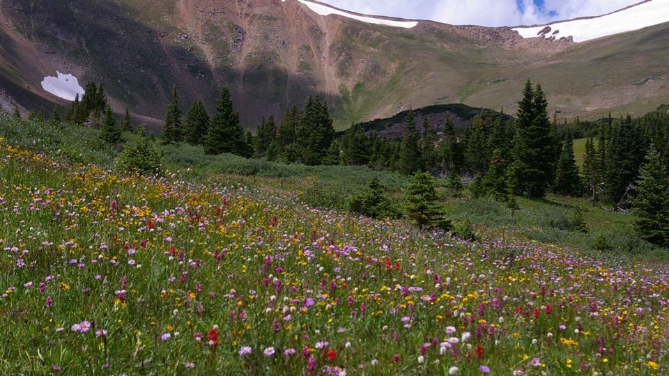 Butler Gulch alpine meadow