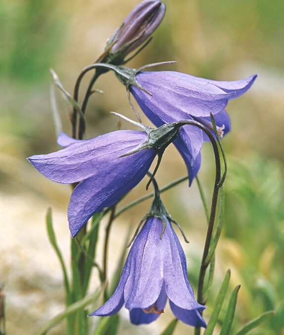 Harebell (Campanula rotundifolia)