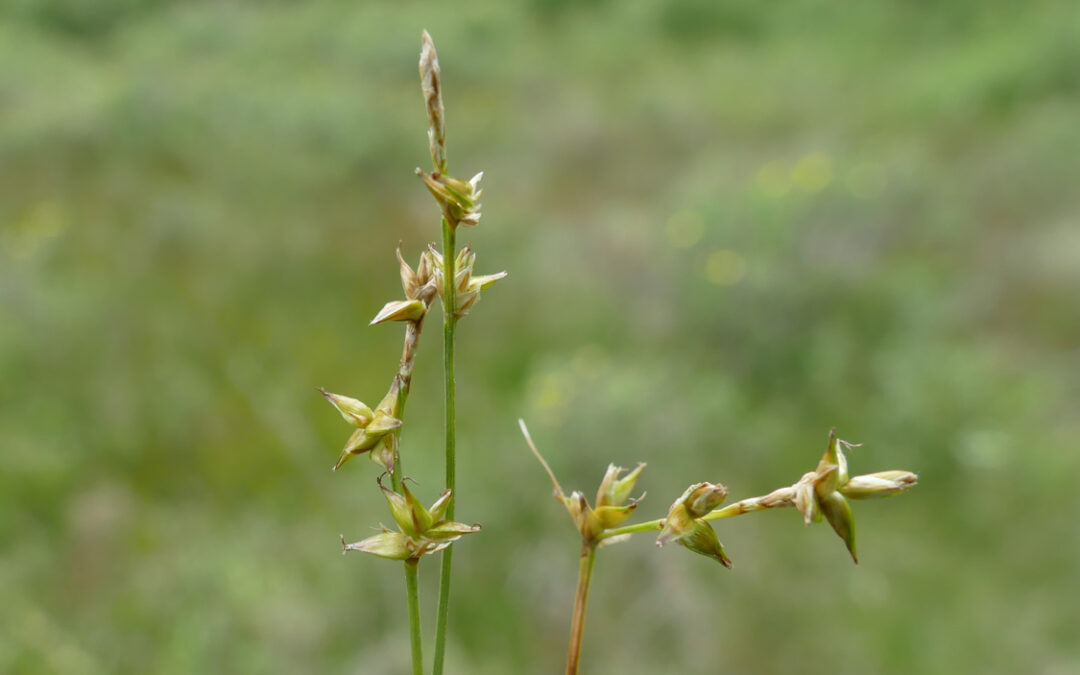 Inland Sedge (Carex interior)