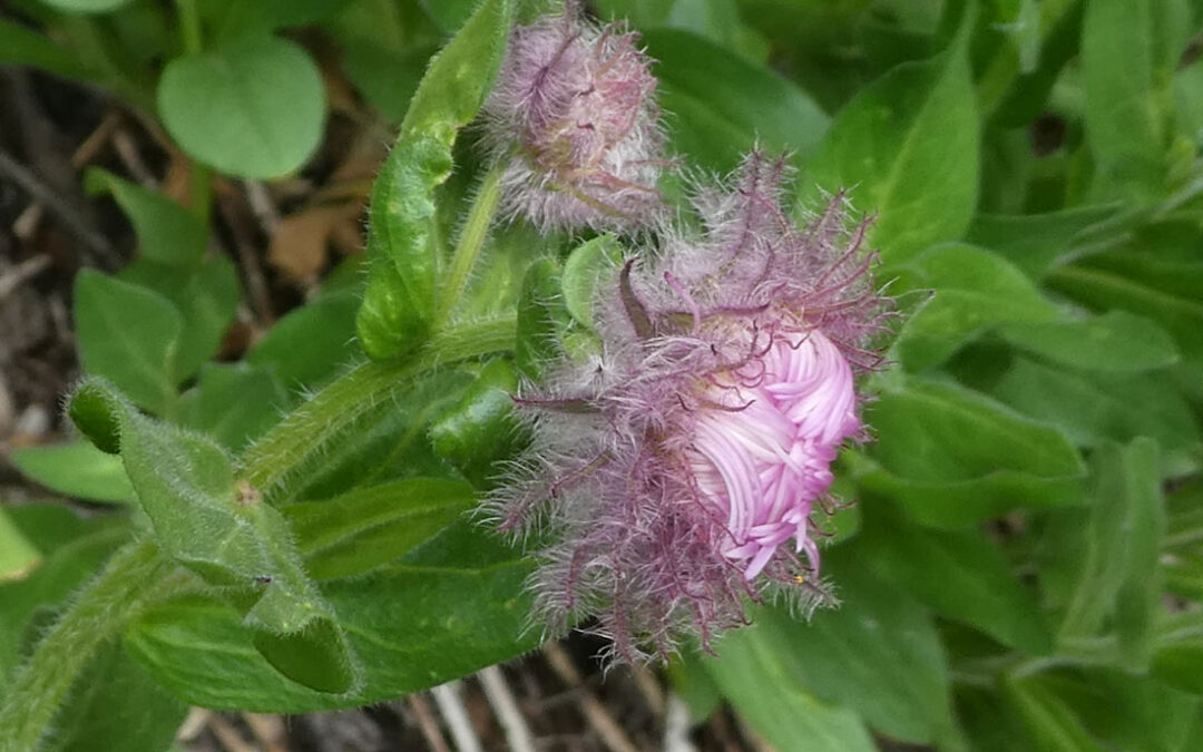 Tall Daisy (Erigeron elatior) in bud