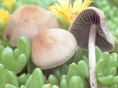 Haymakers Mushroom (Panaeolus_foenisecii)