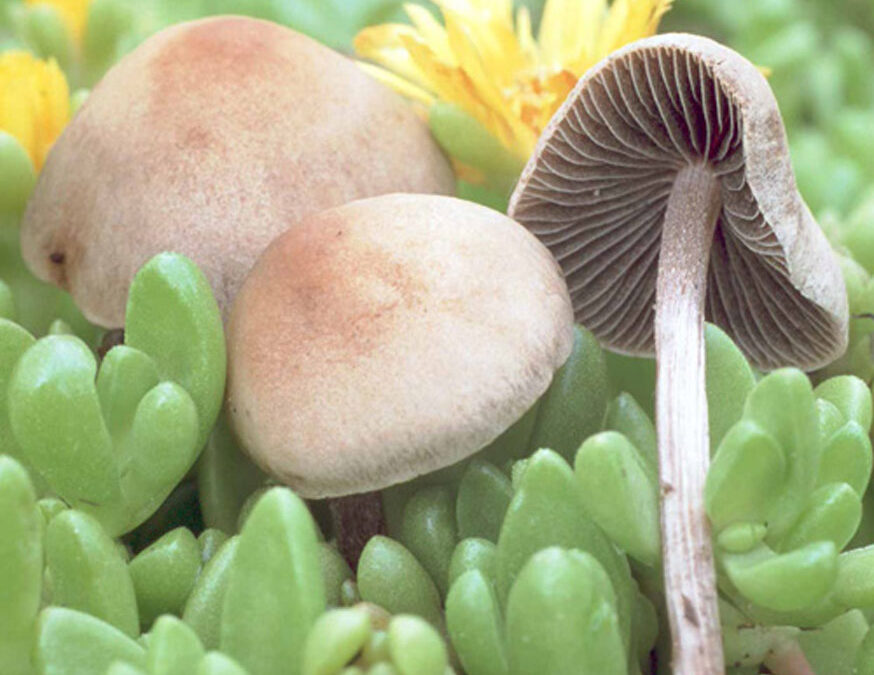 Mower’s Mushroom (Panaeolus foenisecii)