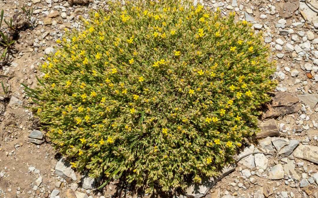 Cushion Bladderpod (Physaria pulvinata)