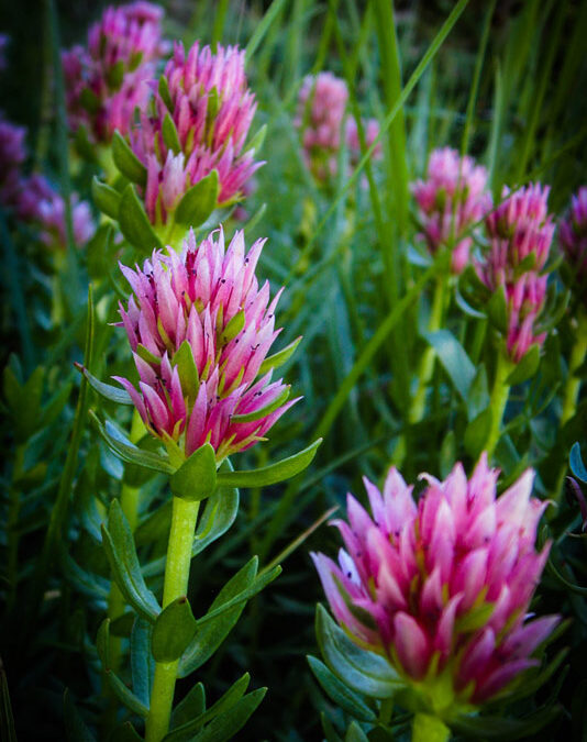 2012 CoNPS Photo Contest, 1st Place, Native Plant Category, “Queen’s Crown (Rhodiola Clementsia)”, photo by Bernardi Liem