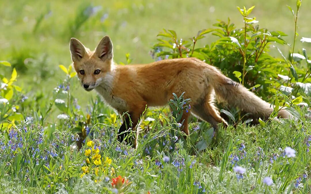 2020 Photo Contest, 1st Place, Gardens Category, “Young Red Fox Explores Prairie Garden with Mertensia lanceolata, Thermopsis rhombifolia, Castilleja integra”, photo by Rick Brune