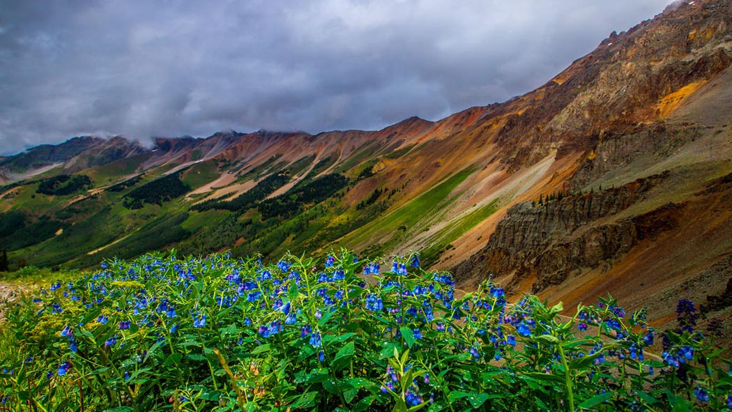 2020 Photo Contest, 1st Place (tie), Landscape Category: “Ophir pass tall mountain chiming blue bells”, photo by Carol McGowan