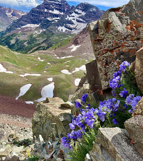 2020 Photo Contest, First Place (tie), landscape category: “Sky Pilot (Polemonium viscosum) and Maroon Bells from Willow”, photo by Caleb Gruber