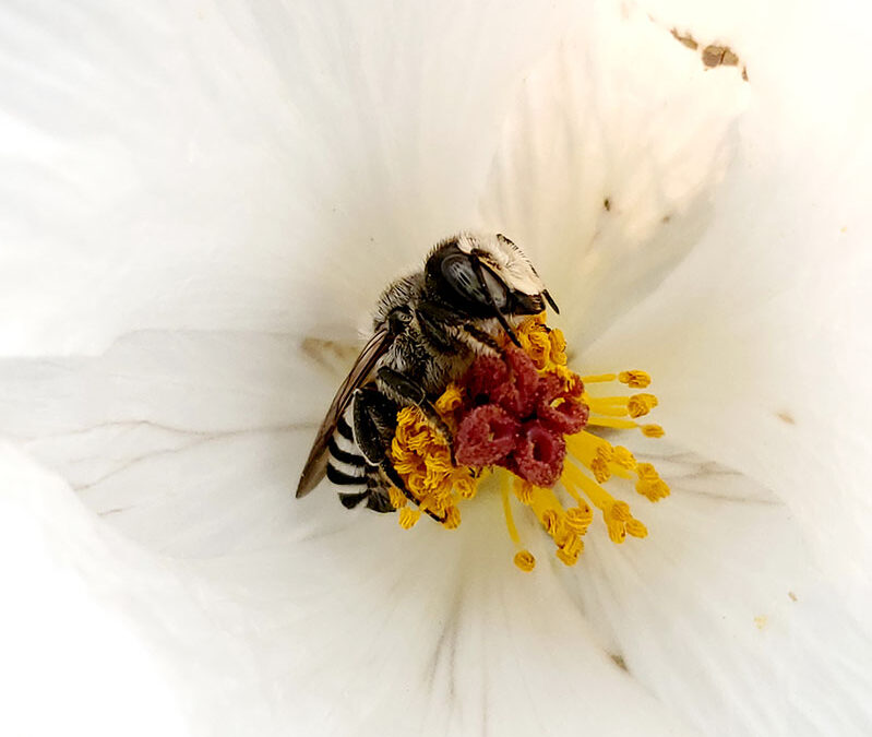 2020 Photo Contest, 1st Place, Plants & Wildlife, “Argemone polyanthemos”, photo by Kelly Ambler