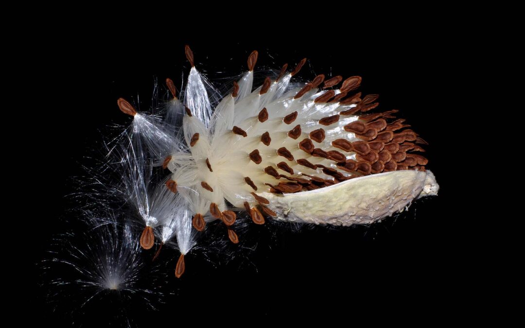 2020 Photo Contest, 1st Place, Artistic, “Asclepias speciosa Breath of Wind”, photo by Rick Brune