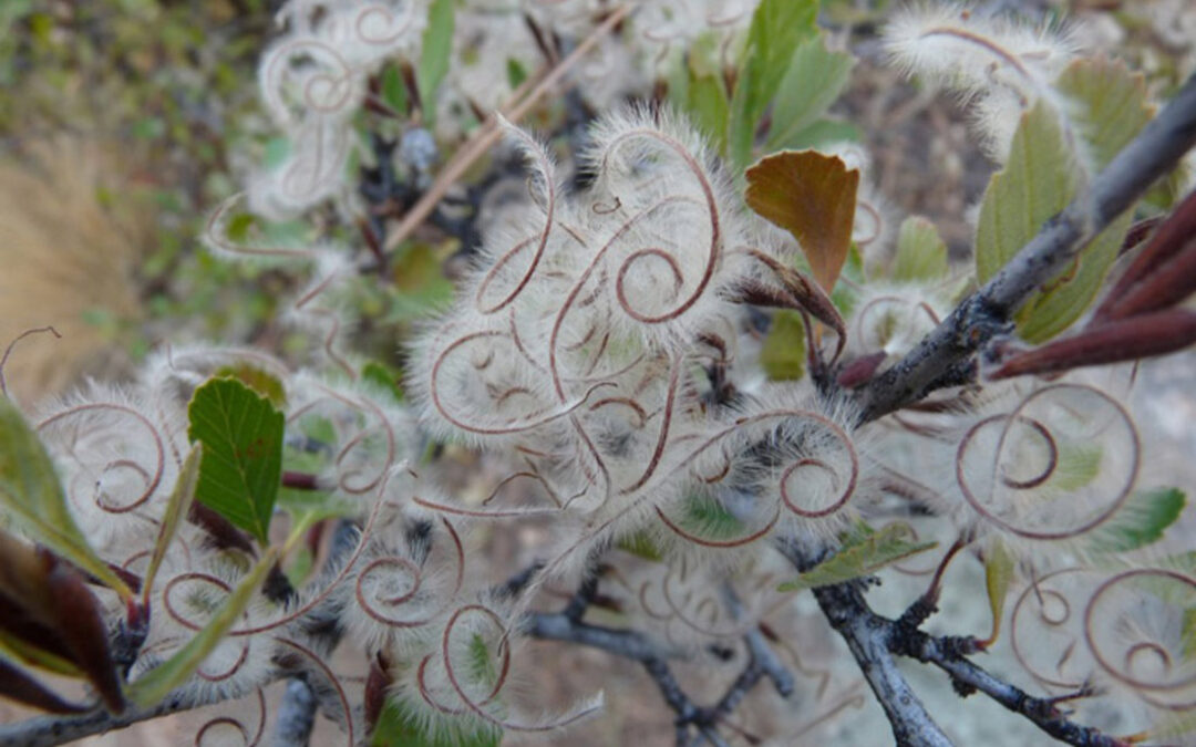 2014 CoNPS Photo Contest, 1st Place, Artistic: “Mt. Mahogany Swirls”