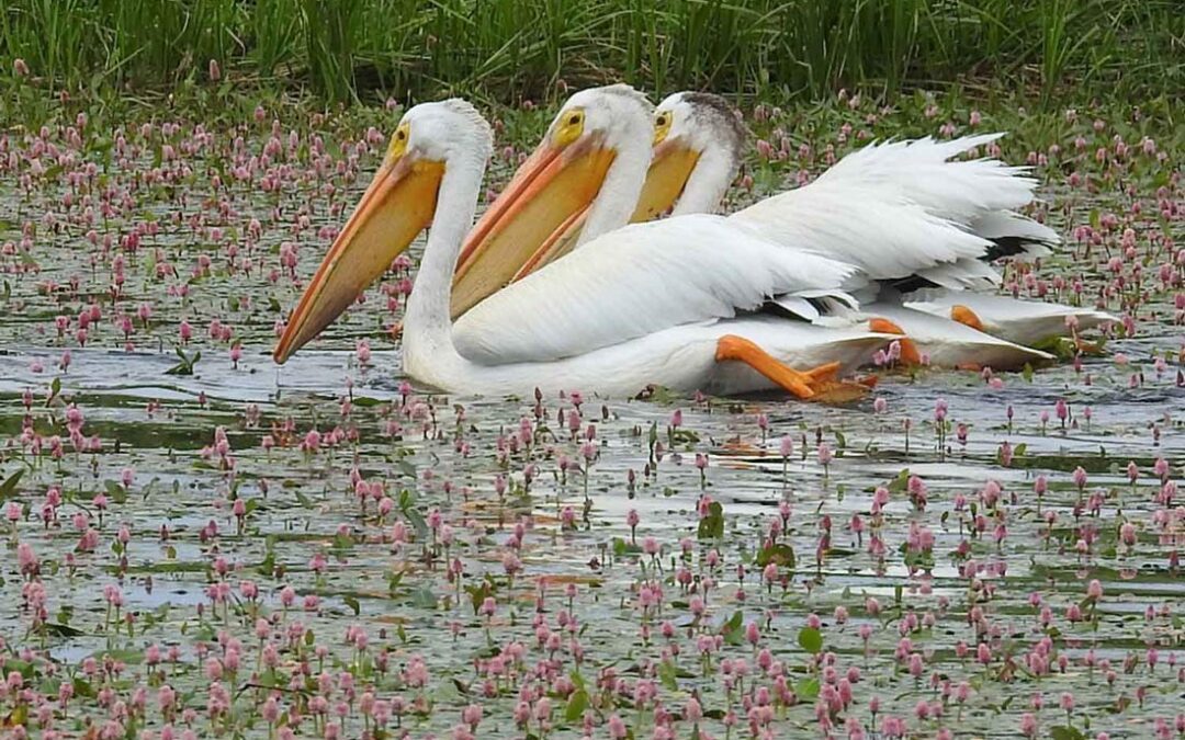 2017 Photo Contest, 2nd place artistic, “Polygonum amphibium var emersum (with pelicans)” Photo by Linda Smith