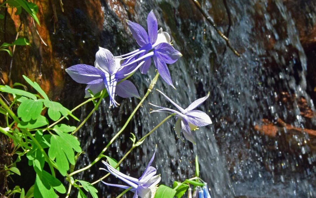 2017 CoNPS Photo Contest, 3rd Place, Artistic Category, “Aquilegia coerulea”, Photo by Curtis Nimz