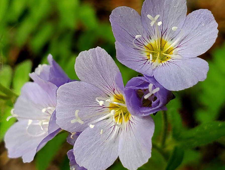 2020 Second Place, Native Plant Category