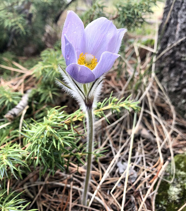 2020 Photo Contest, 2nd Place, “Pasque Flower (Pulsatilla patens)” Native Plant Category. Photo by Dina Baker