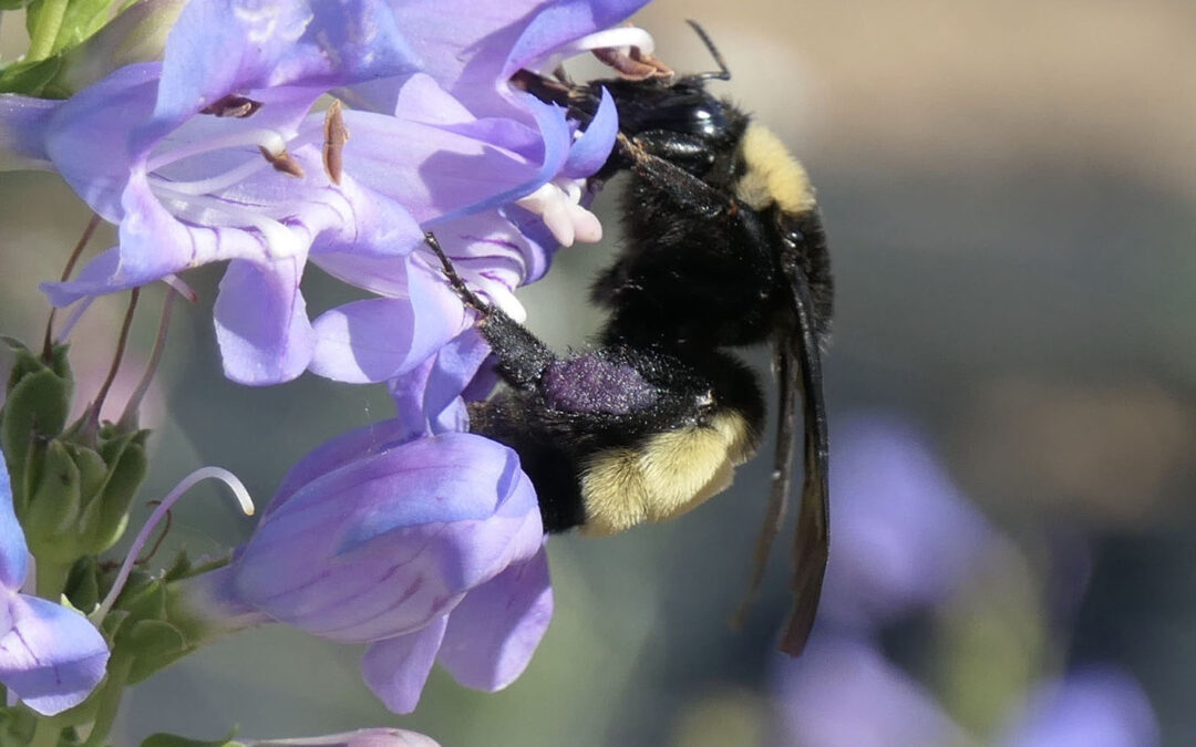 2020 Photo Contest, 2nd Place (tie), Plants and Wildlife Category