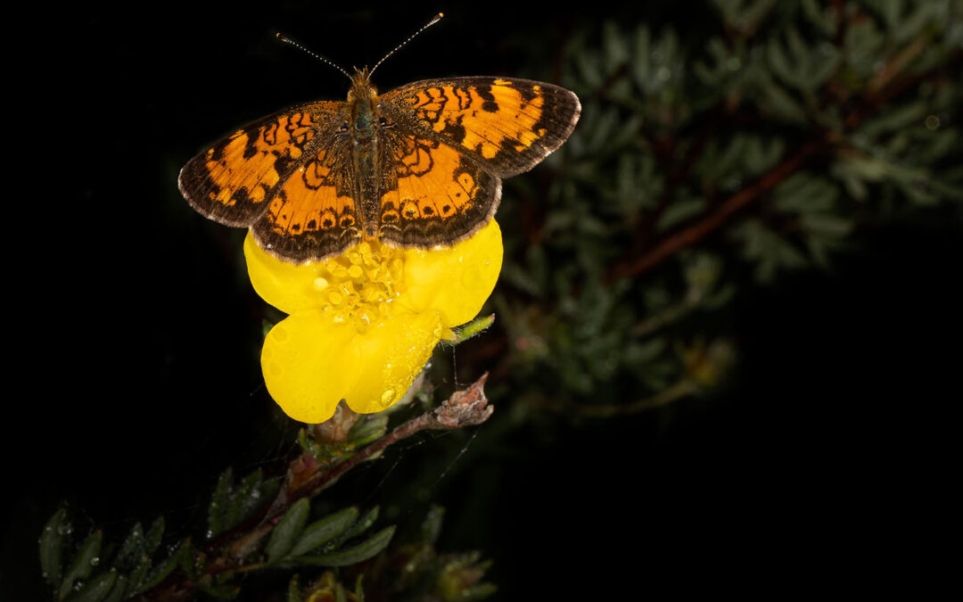 2020 Photo Contest, 2nd Place (tie), Plants and Wildlife Category,