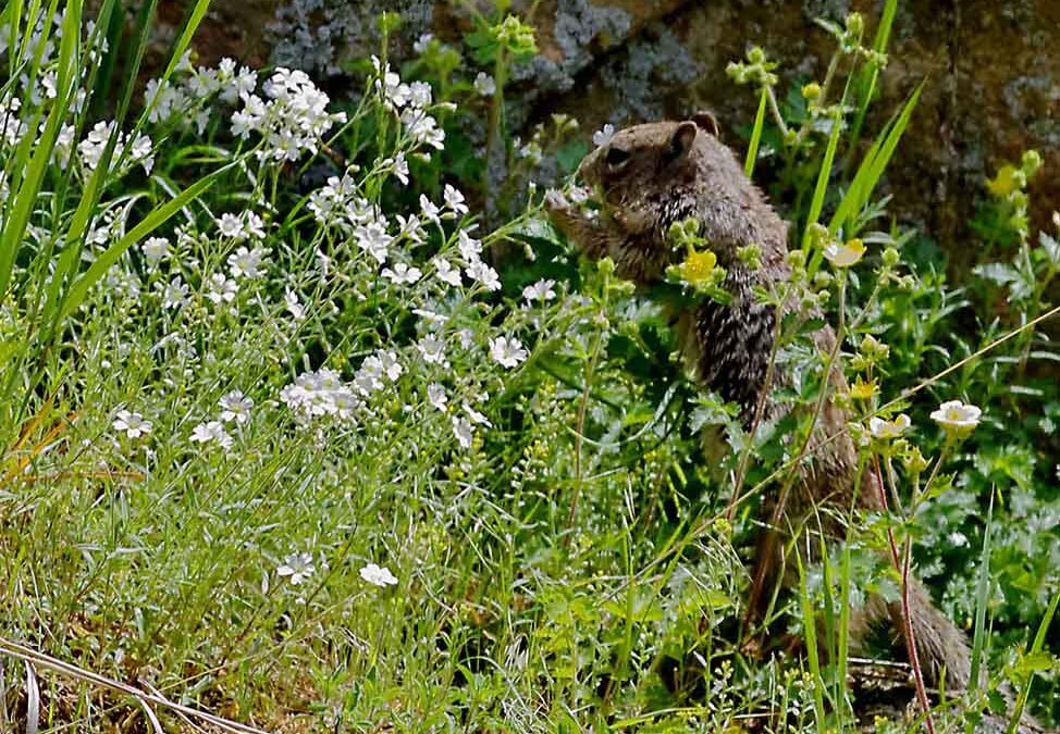 2020 Photo Contest, 2nd Place (tie), Plants and Wildlife Category,