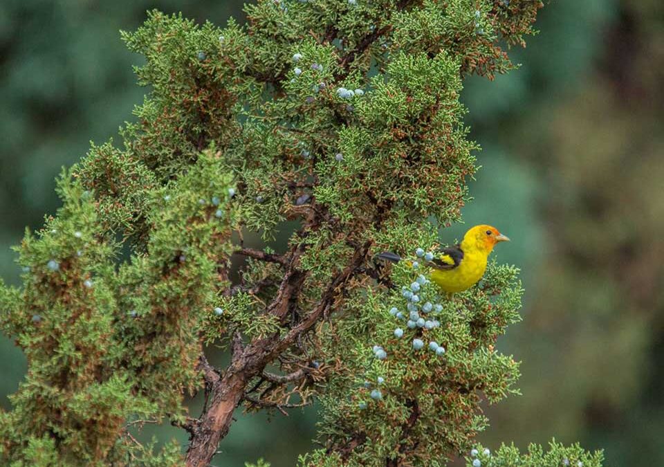 2nd-wildlife-Mcgowan-Juniperus-scopulorum-and-a-western-tanager