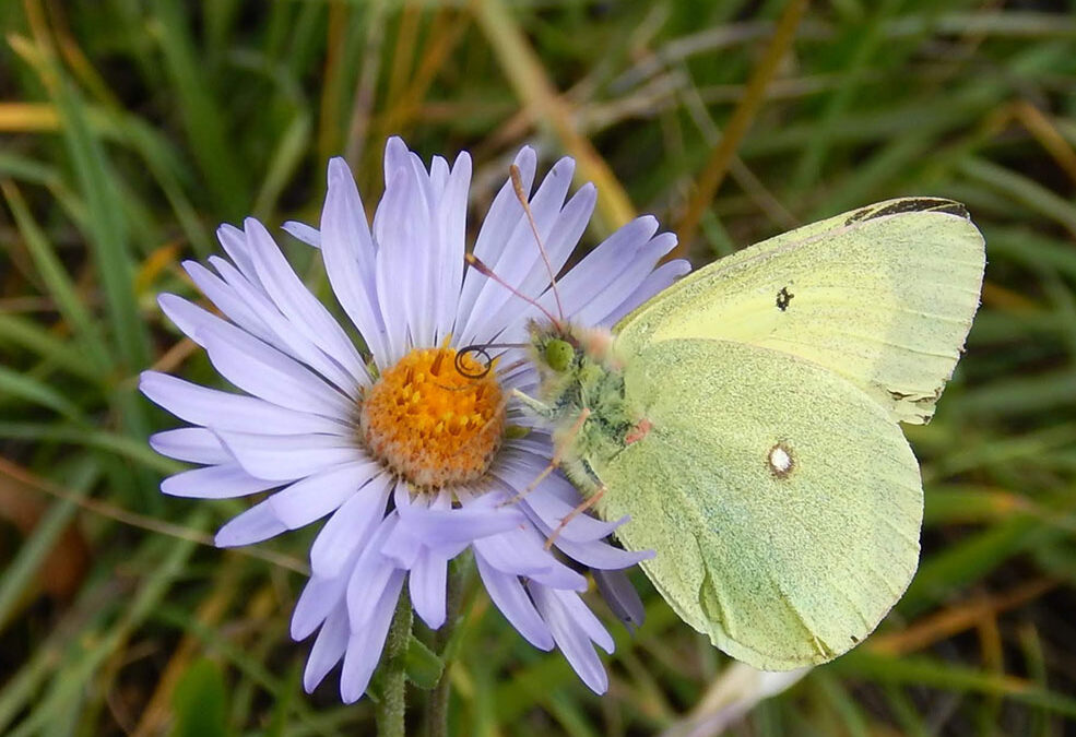 2020 Photo Contest, 2nd Place (tie), “Daisy (Erigeron glacialis) and butterfly”Plants & Wildlife Category, photo by Anna Wilson