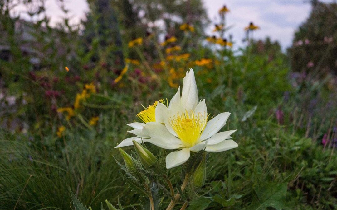 2020 Photo Contest, 3rd place, Garden Category (tie),