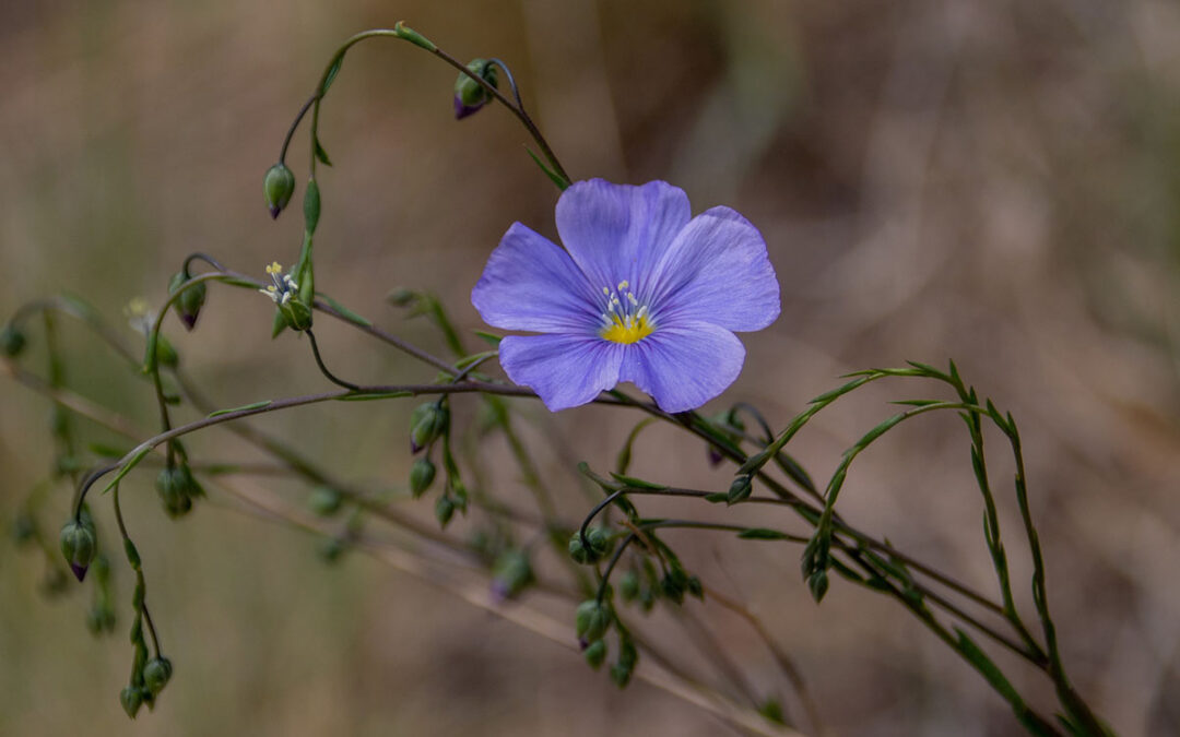 2020 Photo Contest, 3rd Place (tie), Garden Category