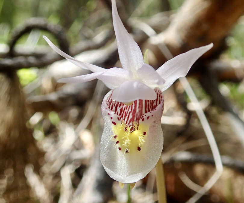 2020 Photo Contest, 3rd Place (tie), Native Plant Category